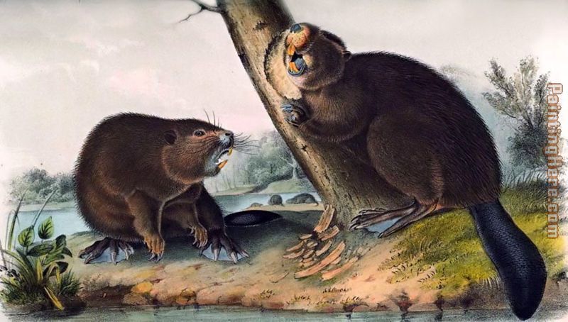 John James Audubon North American Beaver painting anysize 50% off